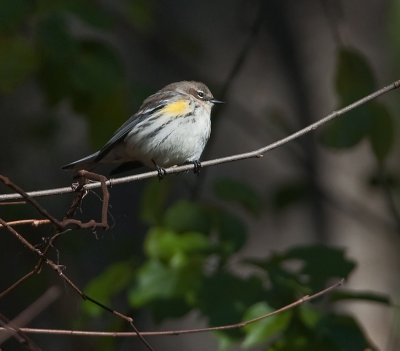 Yellow-rumped Warbler