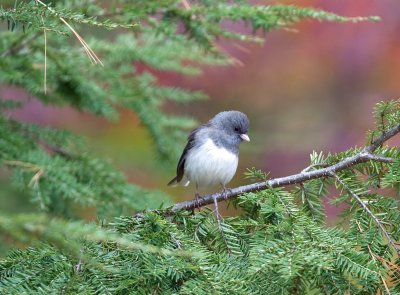 Dark-eyed Junco (Male)