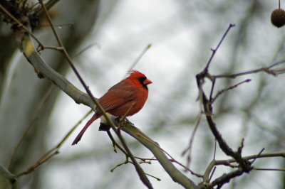 Male Virginia Cardinal - (rain)