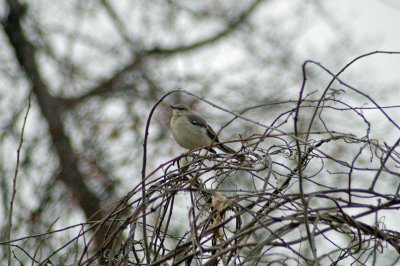 Common Mockingbird
