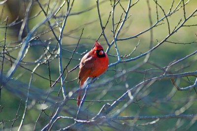 Virginia Male Cardinal