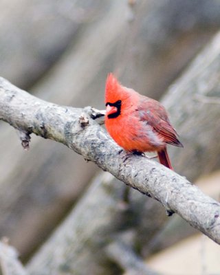 Male Cardinal - Old-Timer