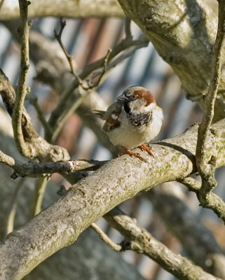 Male House Sparrow