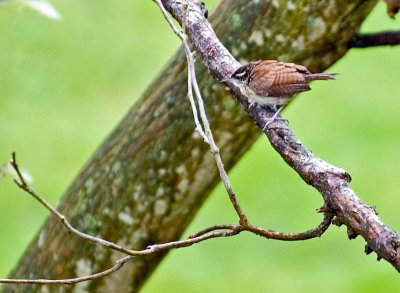 Carolina Wren