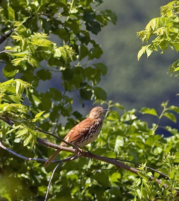 Male Brown Thrasher