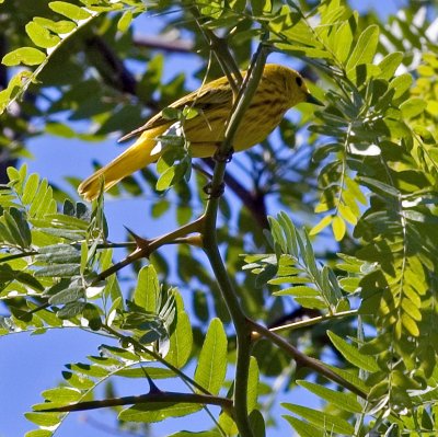 Yellow Warbler - (Male)