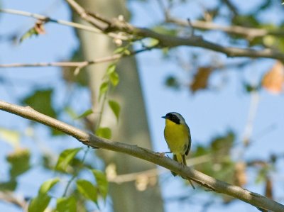 Common Yellowthroat Warbler - (Male)