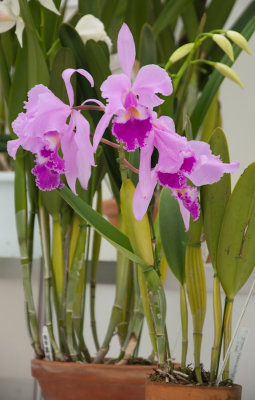20100627-_DSC0218.jpg