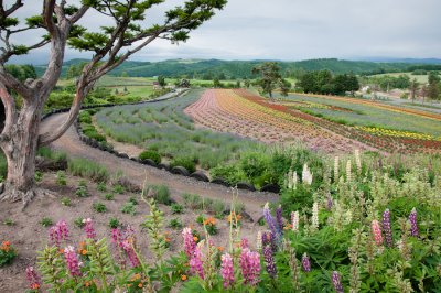 Flowers in Hokkaido