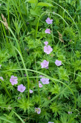 20100705-_DSC0885.jpg