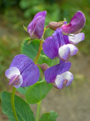 CIMG0307.jpg
