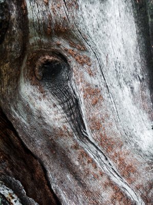 Horse Head In Wood Revisited