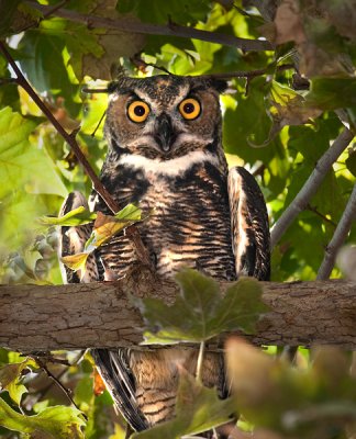 Great Horned Owl*