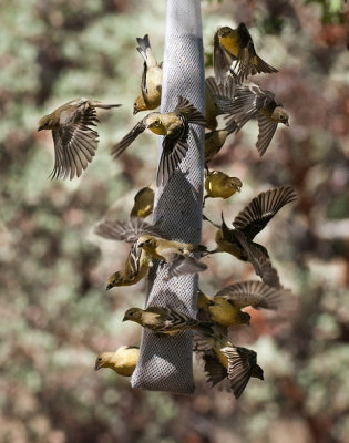 Goldfinch Critical Mass