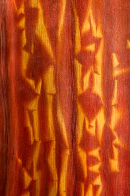 Manzanita Bark Patterns
