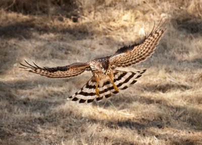 Coopers Hawk