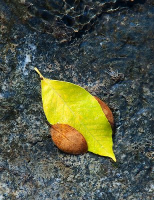 Random Leaves in a Spring