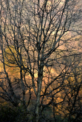 Winter Tree at Dusk