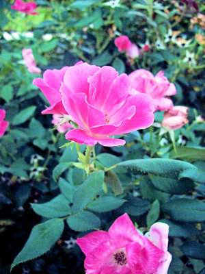 Liebischflowers