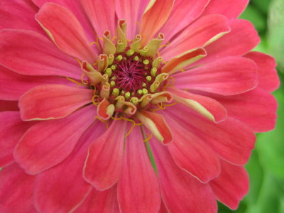 carlyflower1.jpg