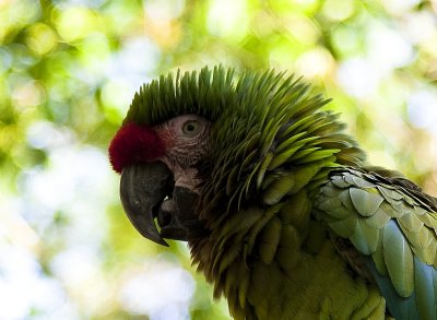 g1/70/803470/3/112630872.X1DIku0w.jpg