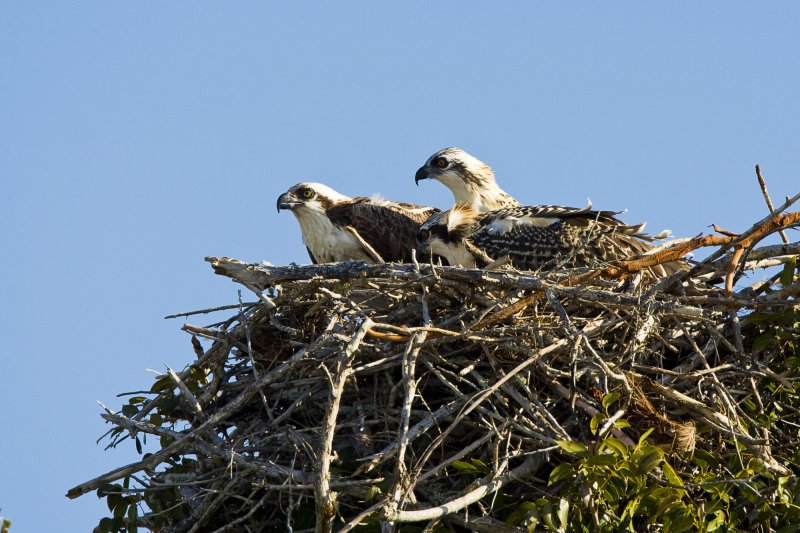 Ospreys Nesting
