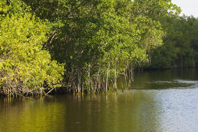 Red Mangroves 01