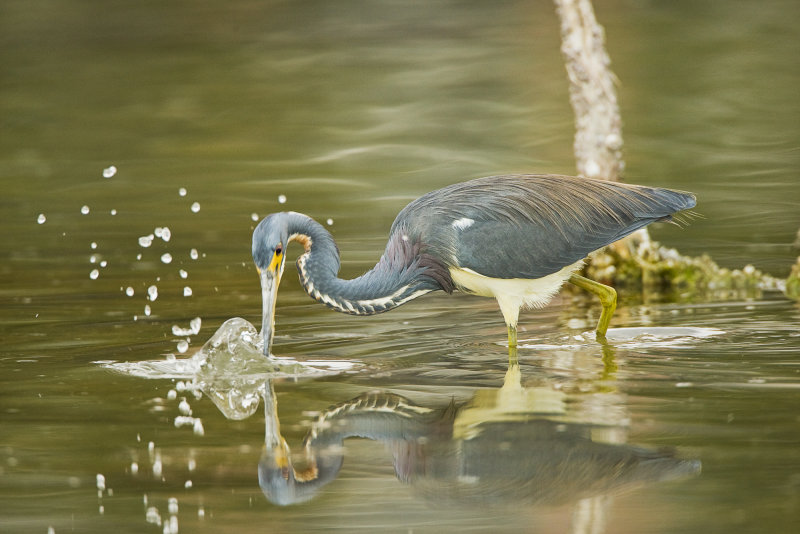 Tricolored Heron Strike