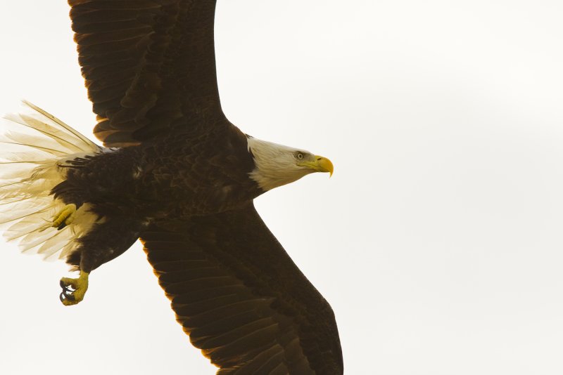 Bald Eagle Landing