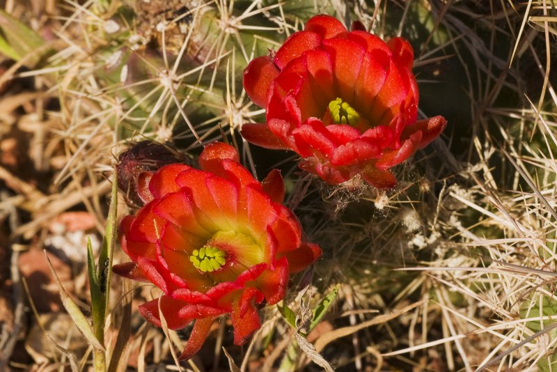 Blooming Cactus Flowers