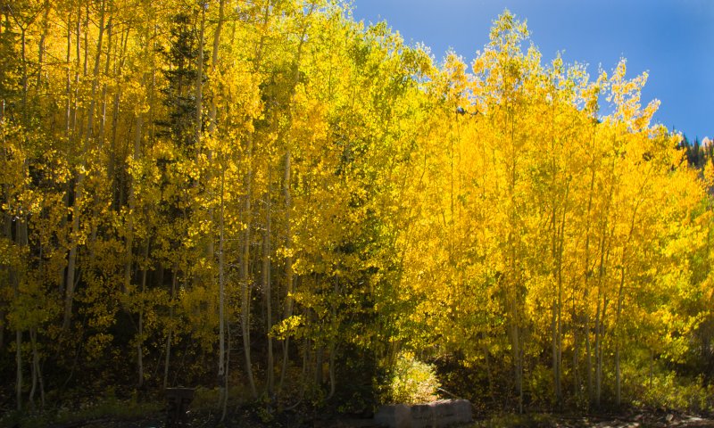 Backlit Aspen