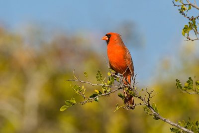 Cardinal 02.jpg