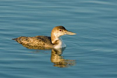 Common Loon 03.jpg