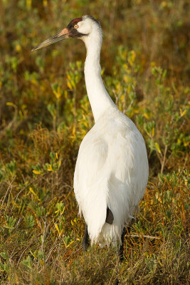 Whooping Crane 01.jpg