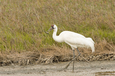 Whooping Crane 06.jpg