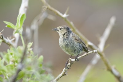 Finches Espanola