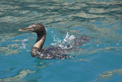 Flightless Cormorant Isabela 02