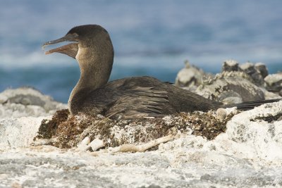 Flightless Cormorant Fernandina 01