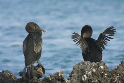 Flightless Cormorant Isabela 01