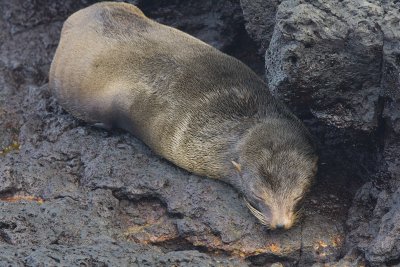 Fur Seal Santiago