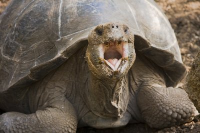 Giant Tortoise Floreana 01