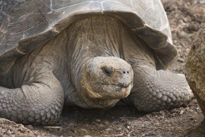 Giant Tortoise Floreana 02