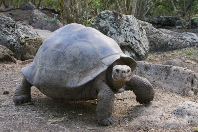 Giant Tortoise Floreana 03