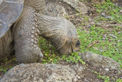 Giant Tortoise Floreana 04