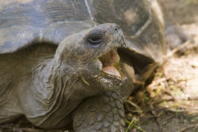 Giant Tortoise Floreana 05