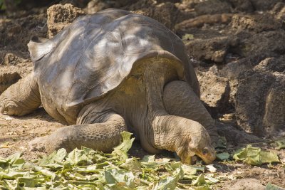 Giant Tortoise Santa Cruz (Lonesome George)