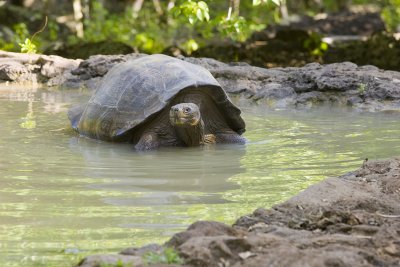 Giant Tortoise San Cristobal