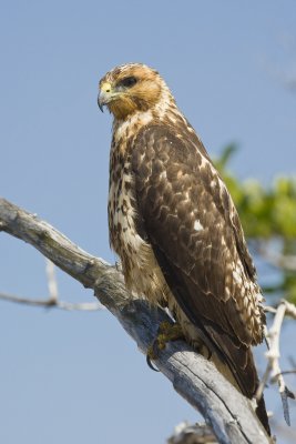Galapagos Hawk Isabela 02