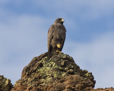 Galapagos Hawk Santiago