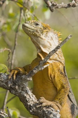 Land Iguana South Plaza 03